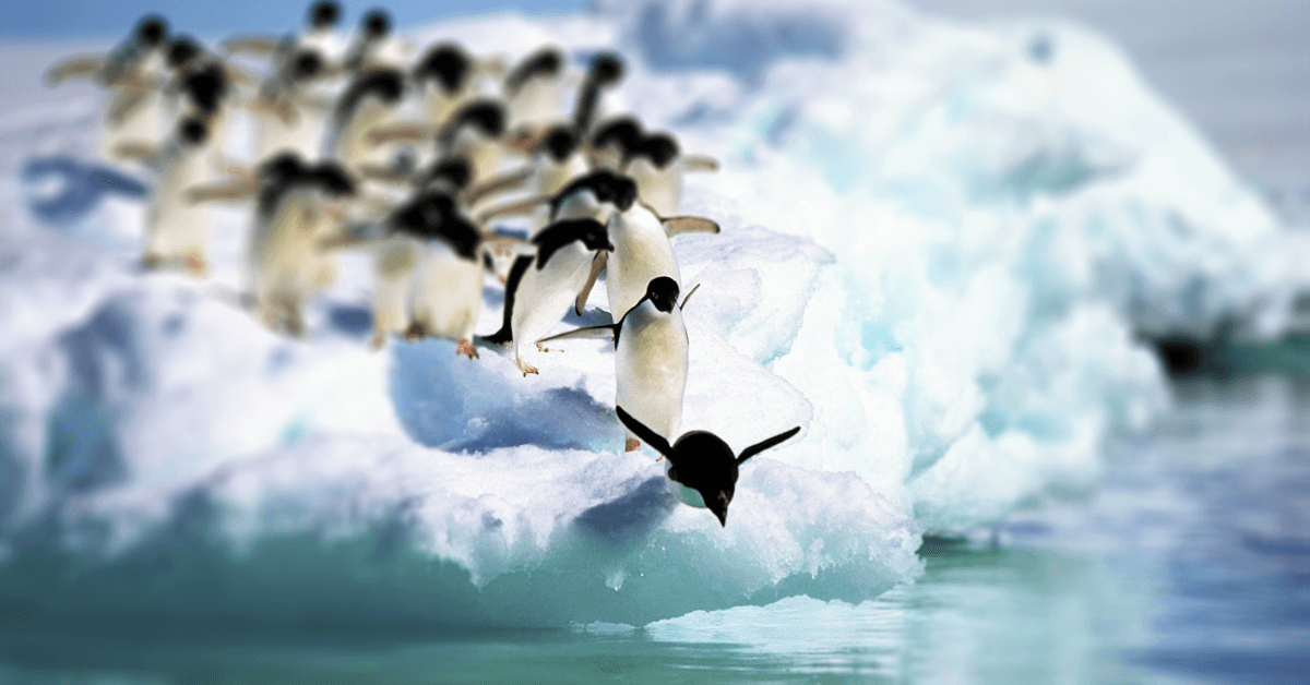 A penguin taking the first leap!